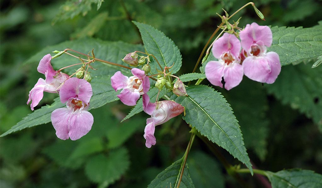 Himalayan Balsam