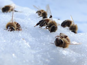 bees-on-snow