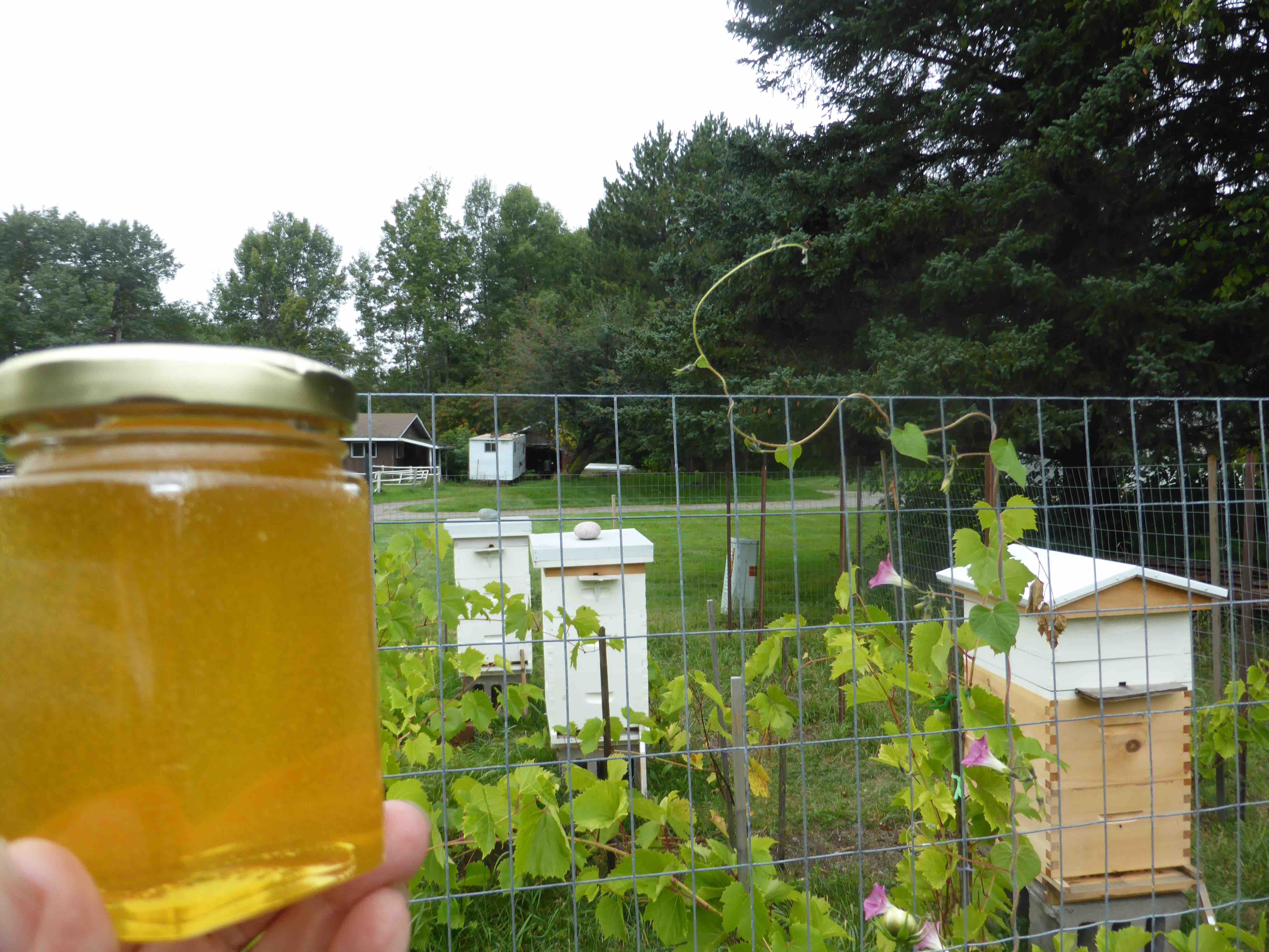 Handsies and Honey web