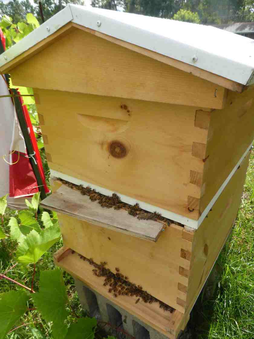 Hive No. 3 summer evening web
